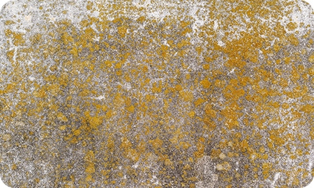 外壁の汚れ・苔・カビが気になる